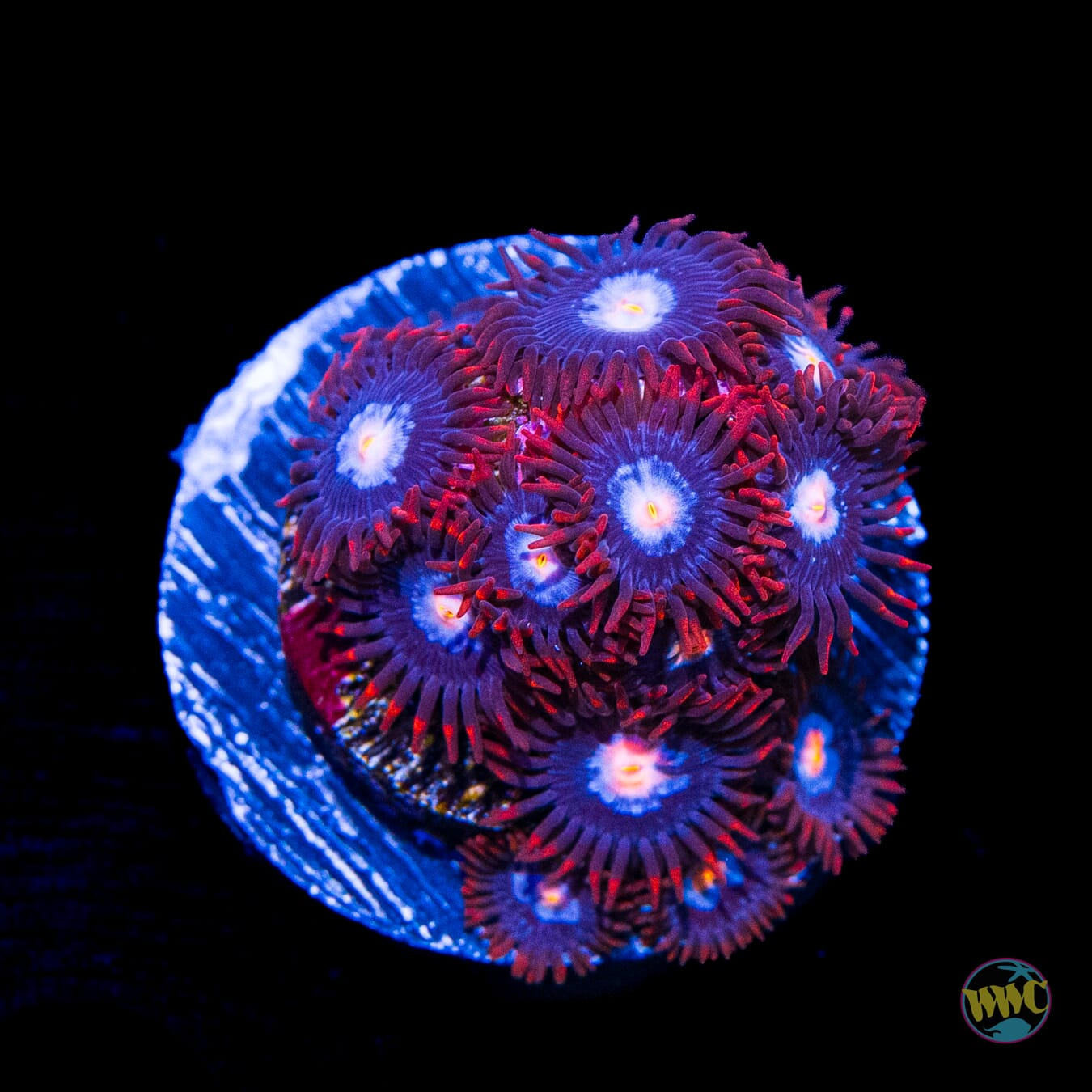 Red Skirt Zoanthids