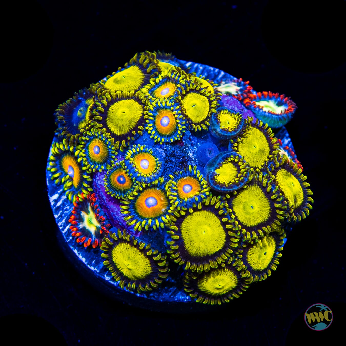 Super King Omega Combo Zoanthids