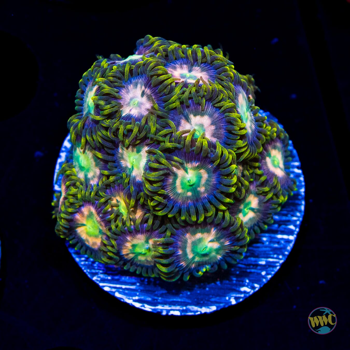 WWC Lemon Chaser Zoanthids