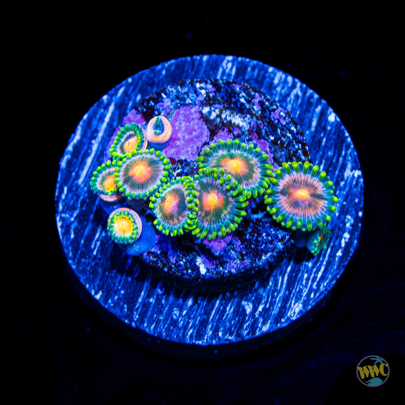 Blue Pinwheel Zoanthids
