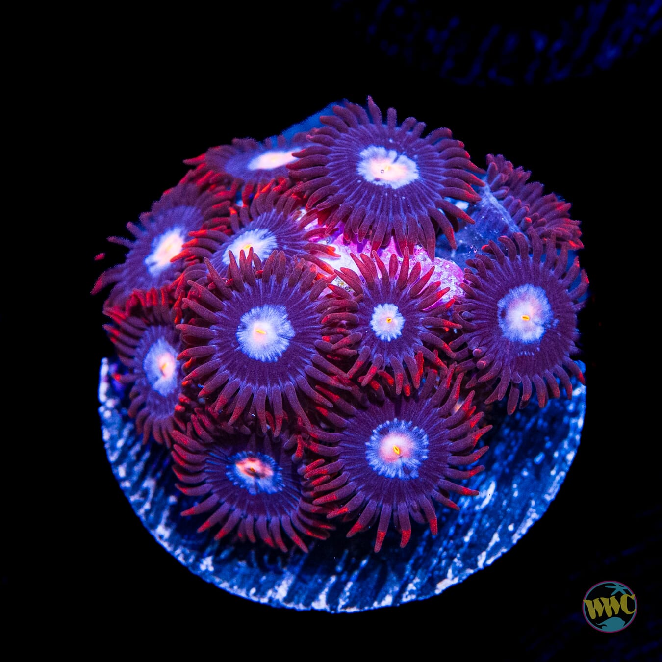 Red Skirt Zoanthids