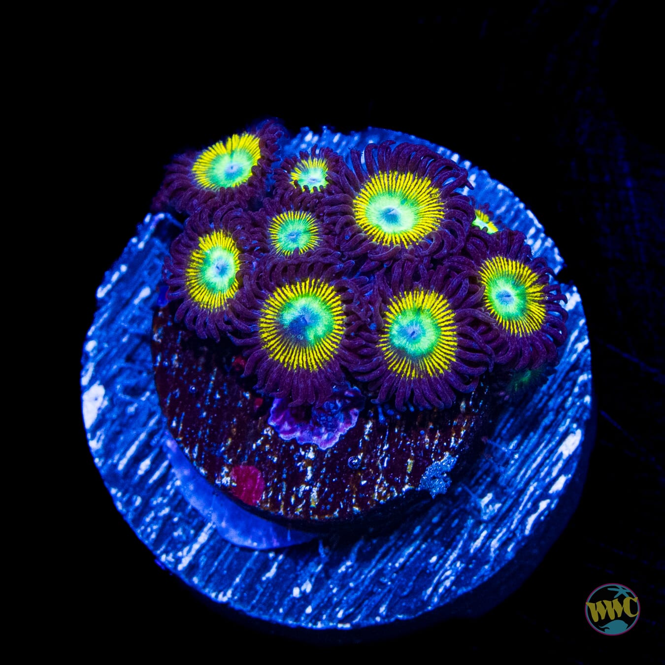WWC Saltwater Taffee Zoanthids