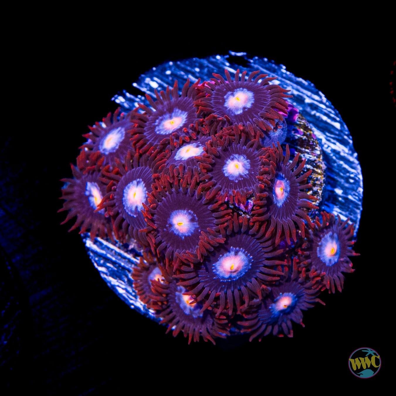 Red Skirt Zoanthids