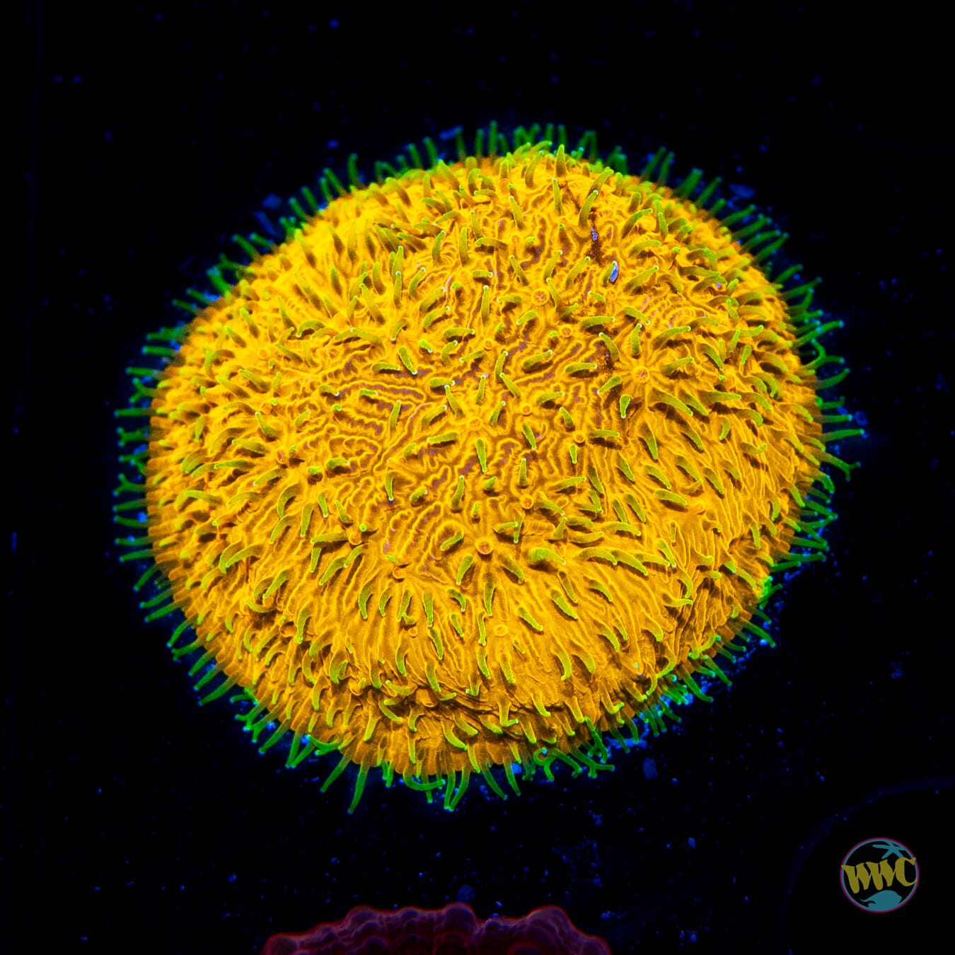 WWC C3PO Lithophyllon - Daylight Photo