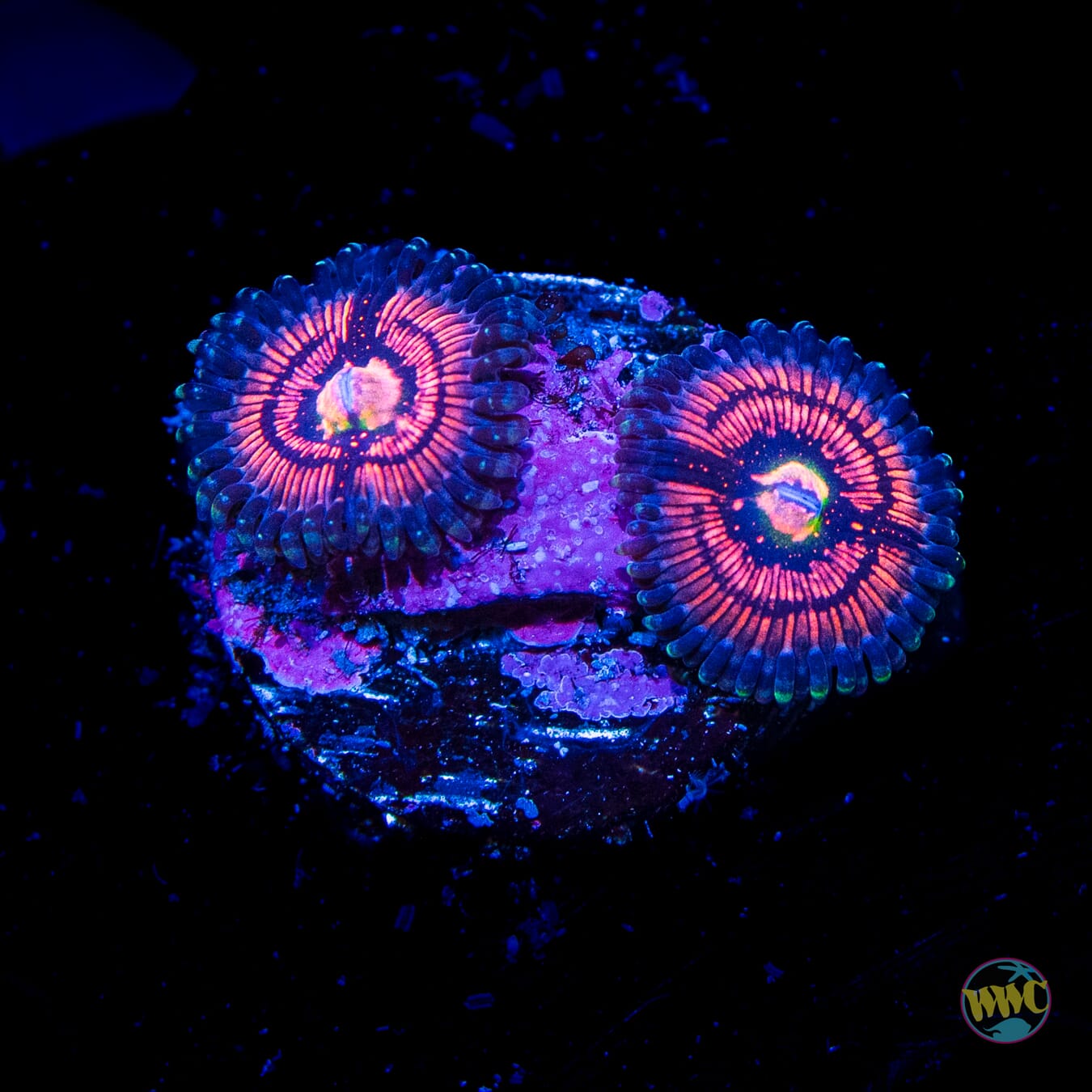 Van-Damme Zoanthids - Daylight Photo