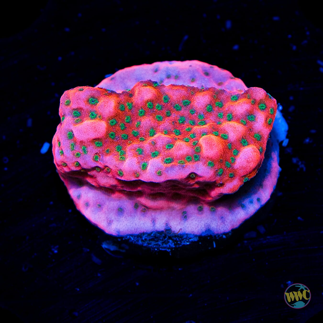 WWC Cherry Tree Montipora - Daylight Photo