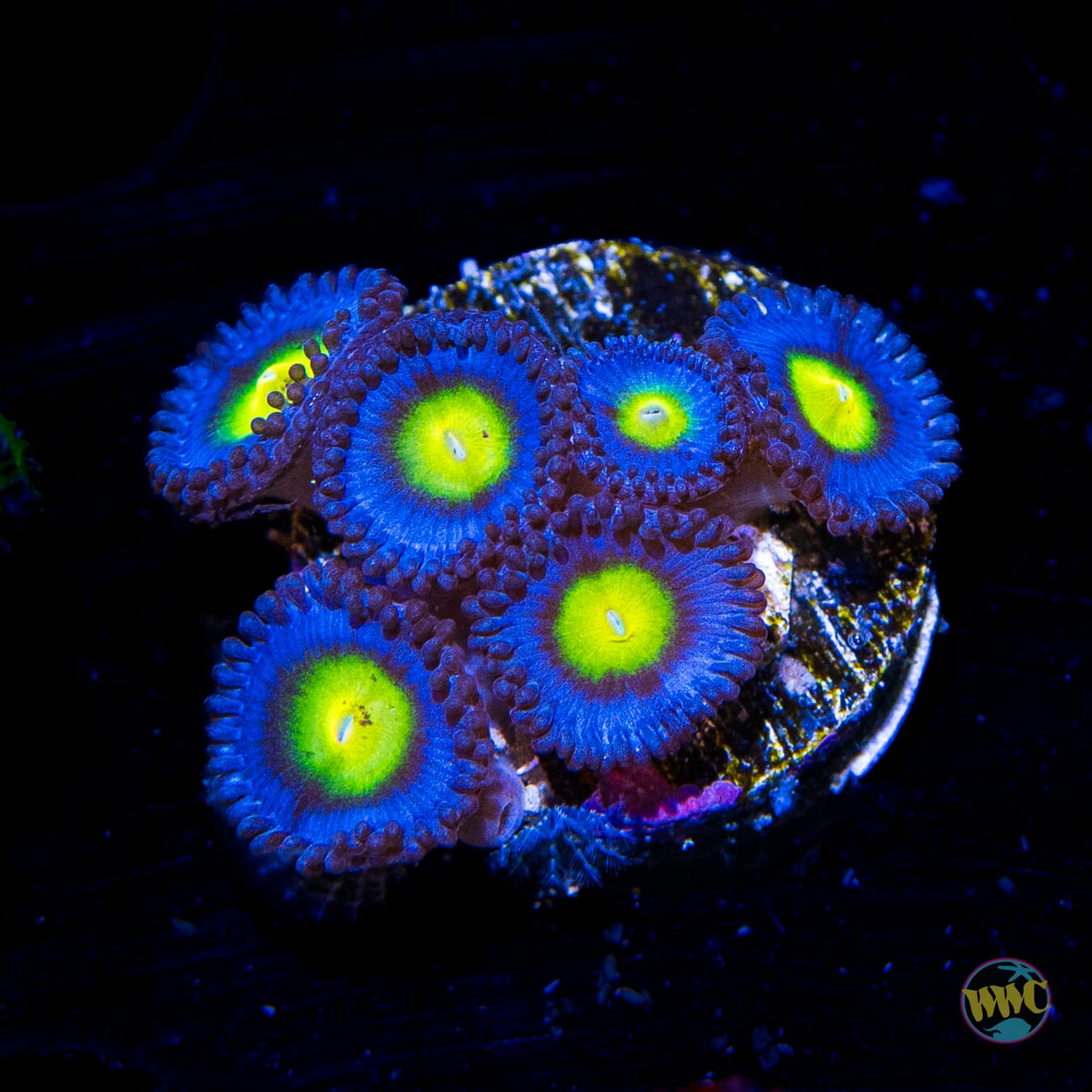 WWC AOI Zoanthids - Daylight Photo