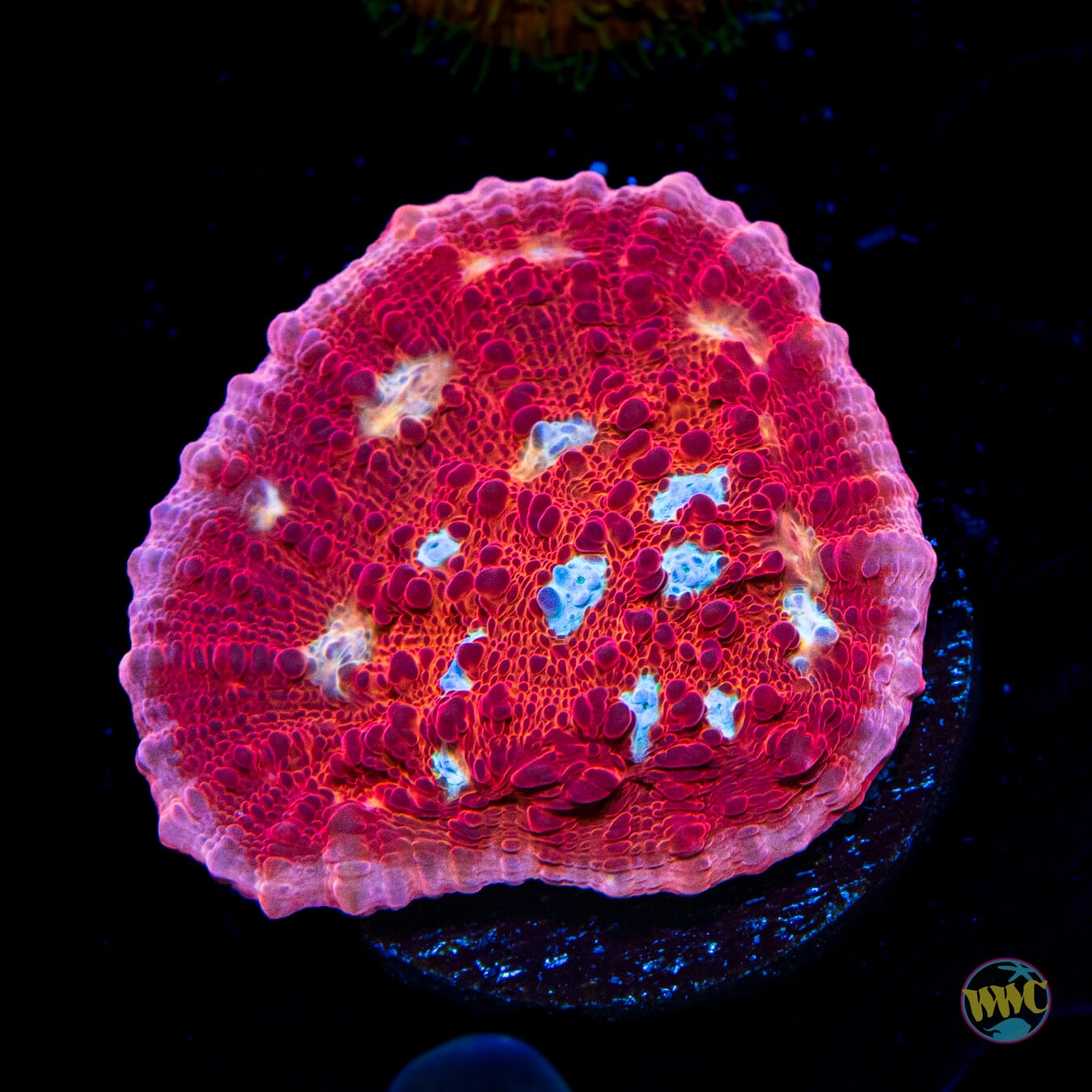 WWC Scarlet Ninja Chalice - Daylight Photo