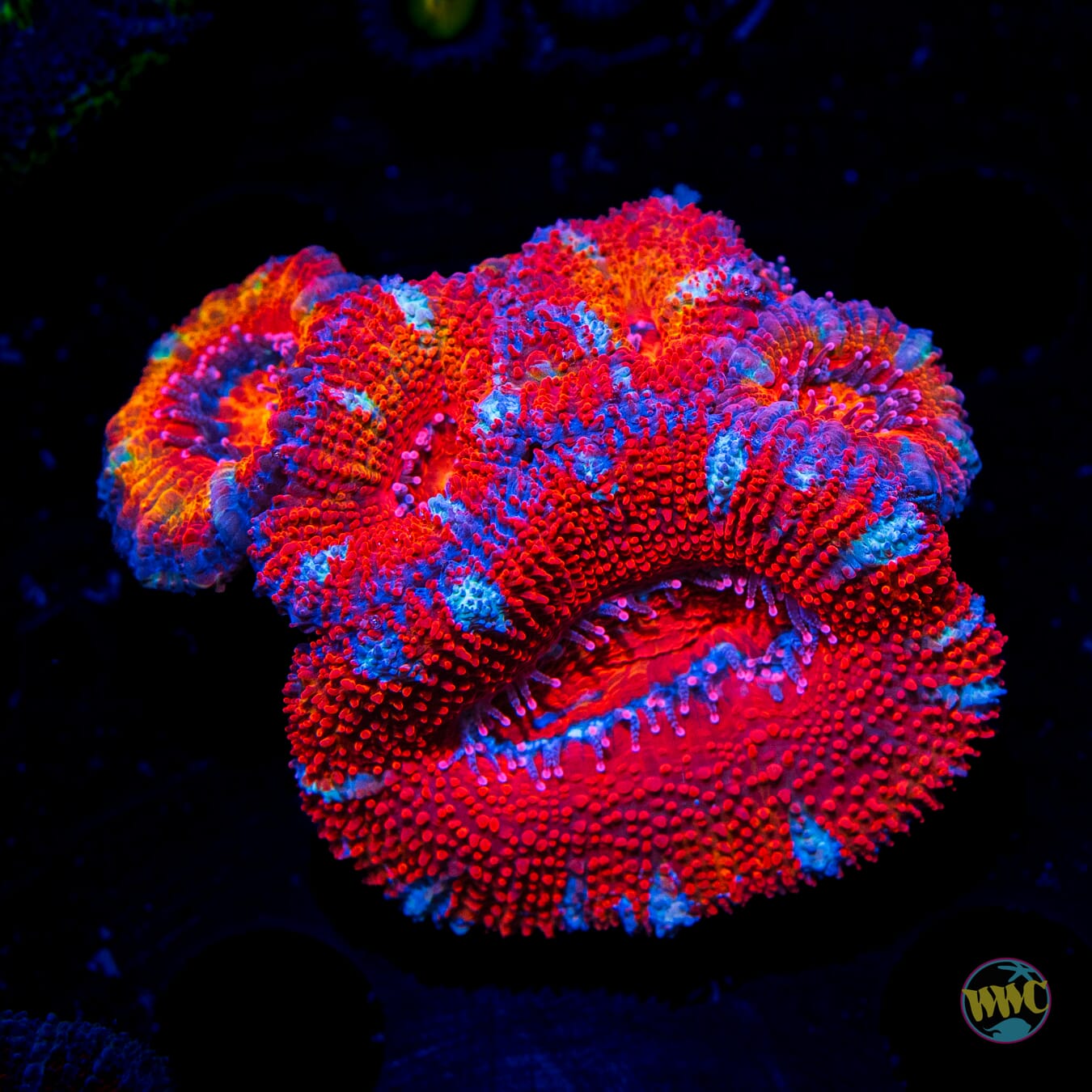 Volcanic Aussie Lord - Daylight Photo