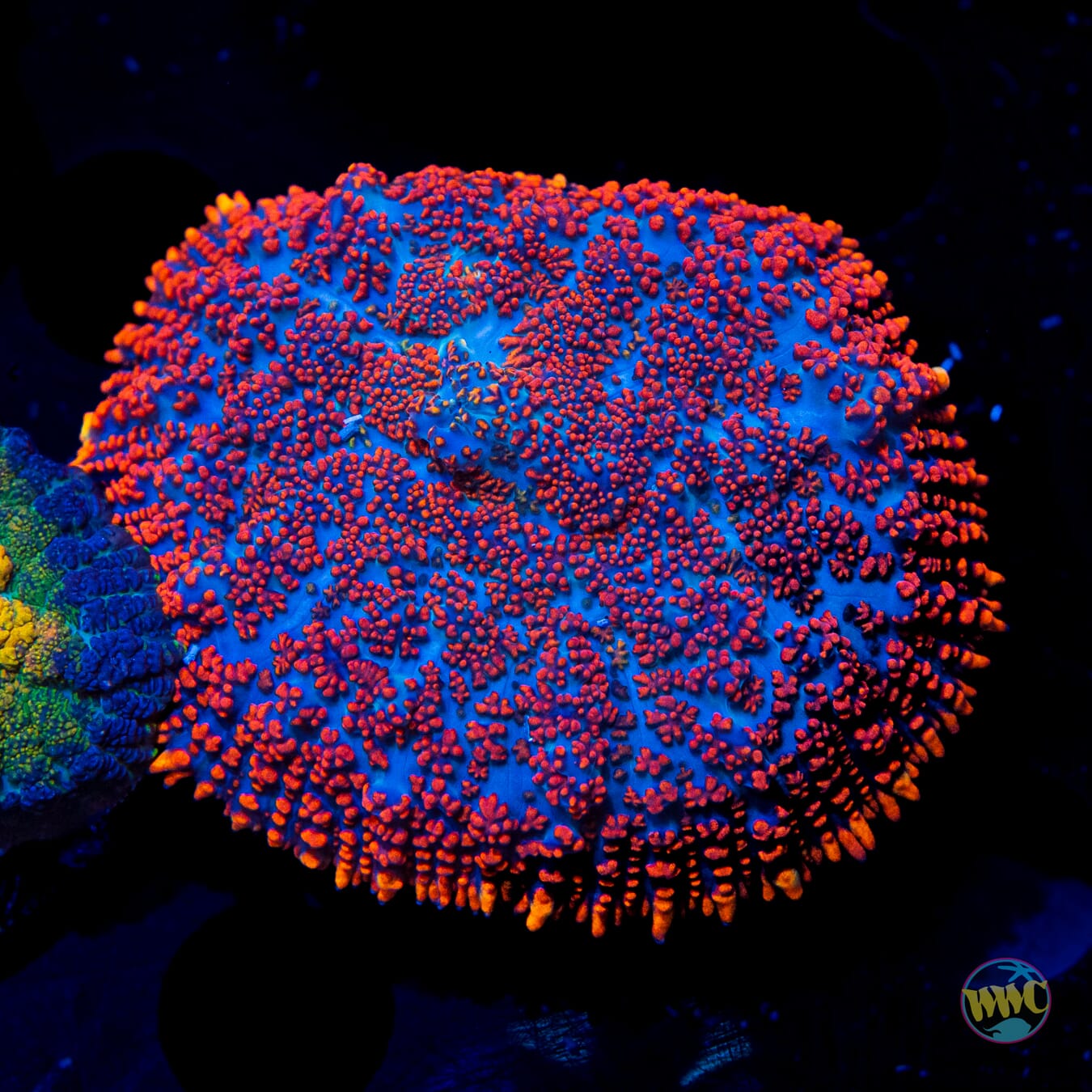 Ultimate Superman Rhodactis Mushroom - Daylight Photo