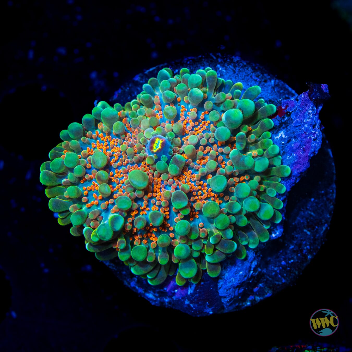 Tangerine Mojito Yuma Mushroom - Daylight Photo