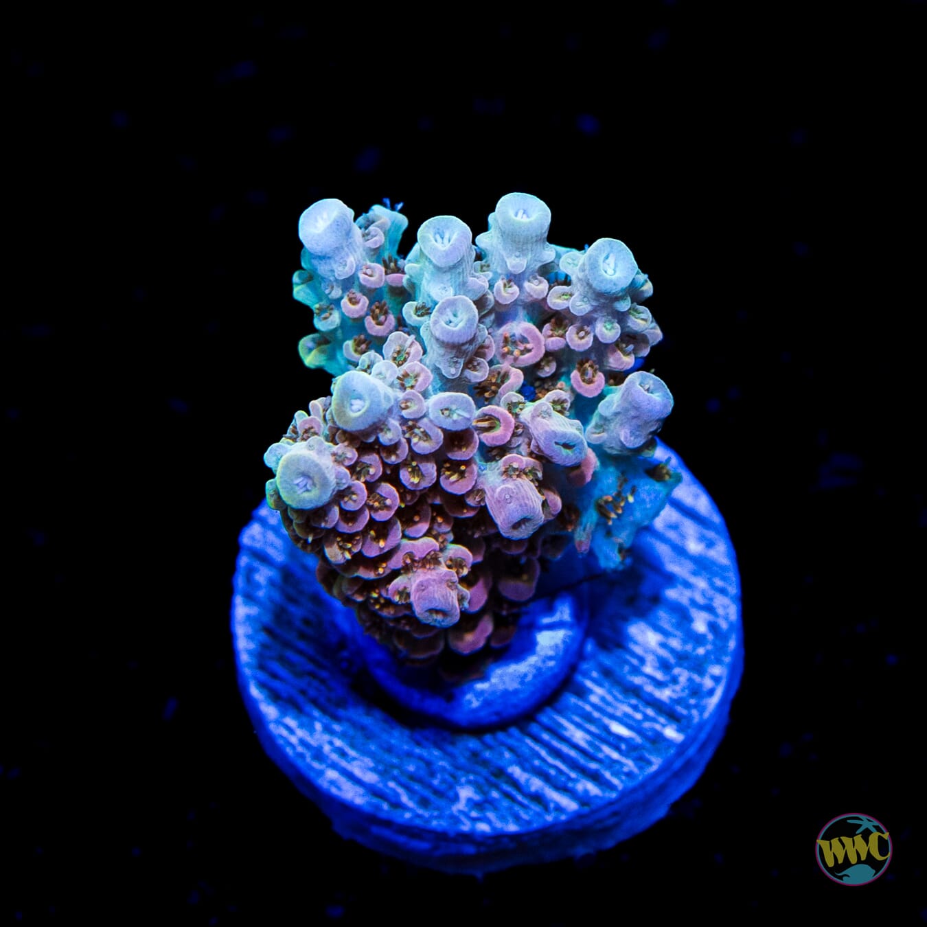 WWC Hollywood Dreams Acropora - Daylight Photo