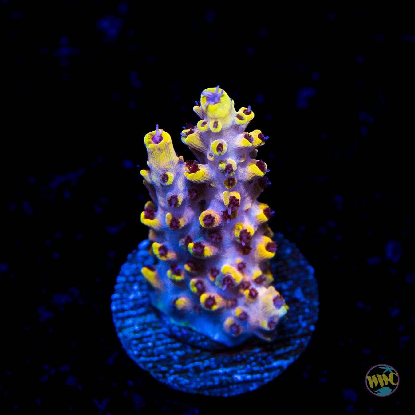 WWC Yellow Fever Acropora - Daylight Photo