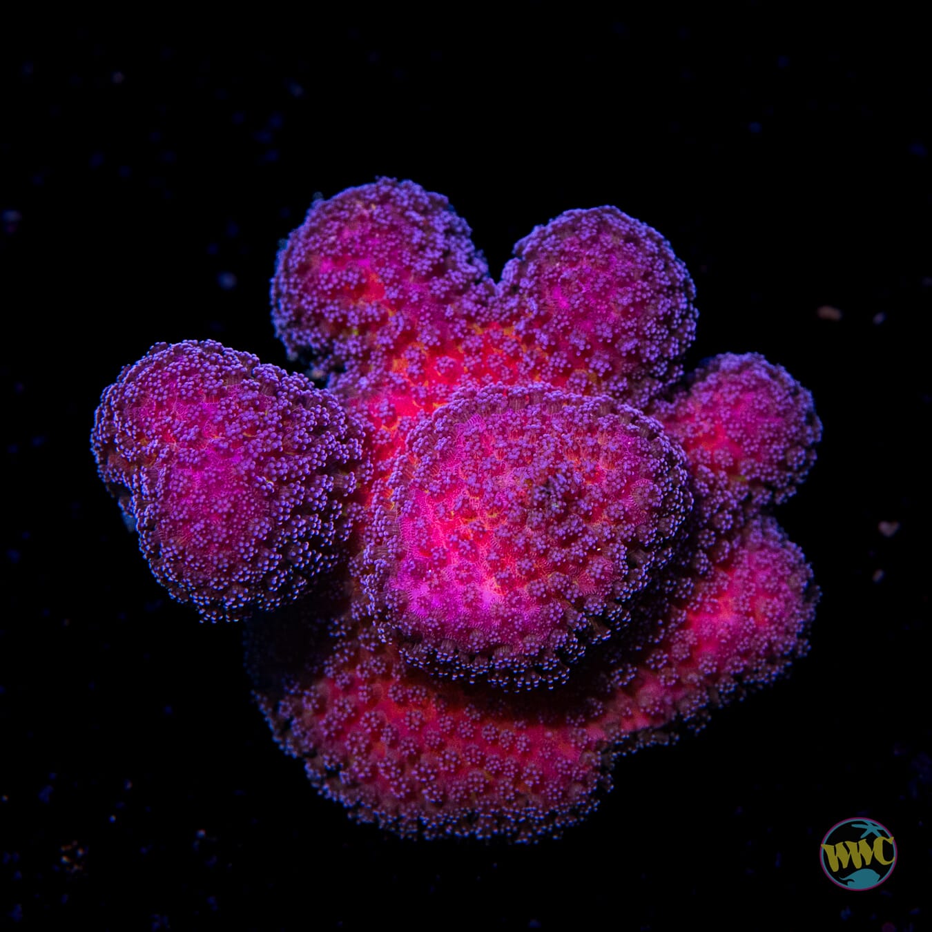 WWC Purple Stylophora - Daylight Photo