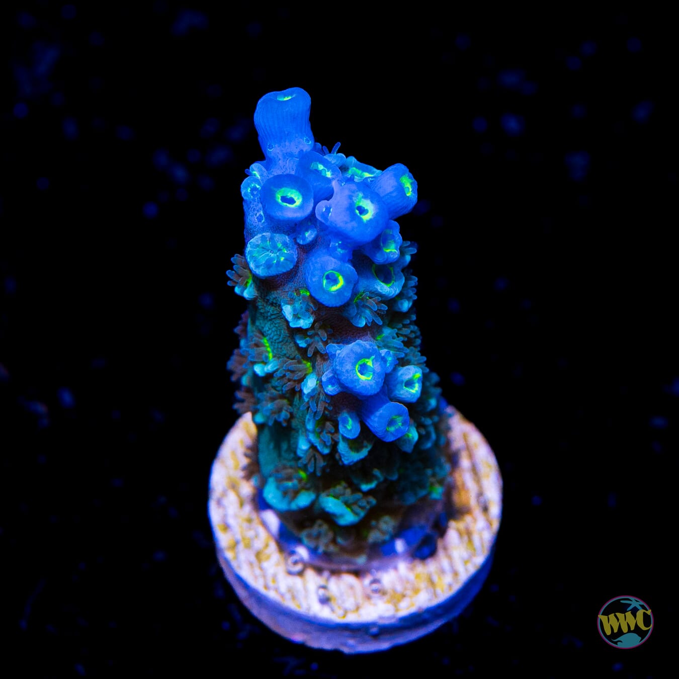 Man on the Moon Hoekesemai Acropora - Daylight Photo