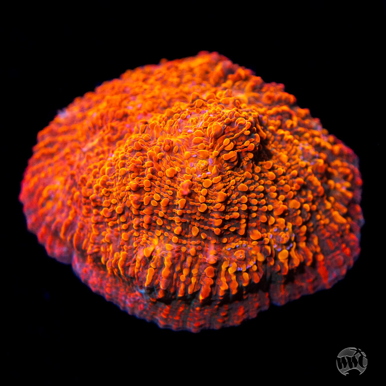WWC Seared Stellaria Chalice - Daylight Photo