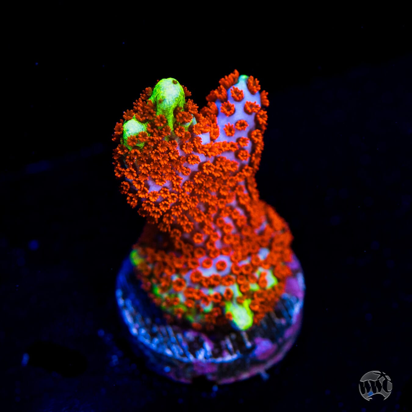 Bubblegum Digitata Montipora Coral