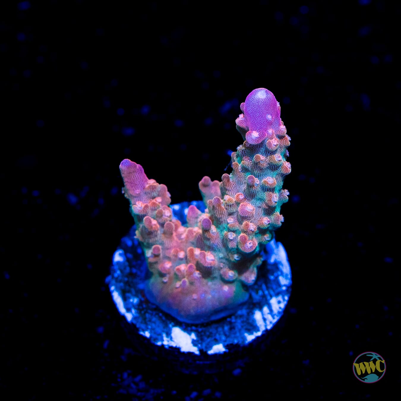 BC Bubble Bath Unicorn Acropora - Daylight Photo