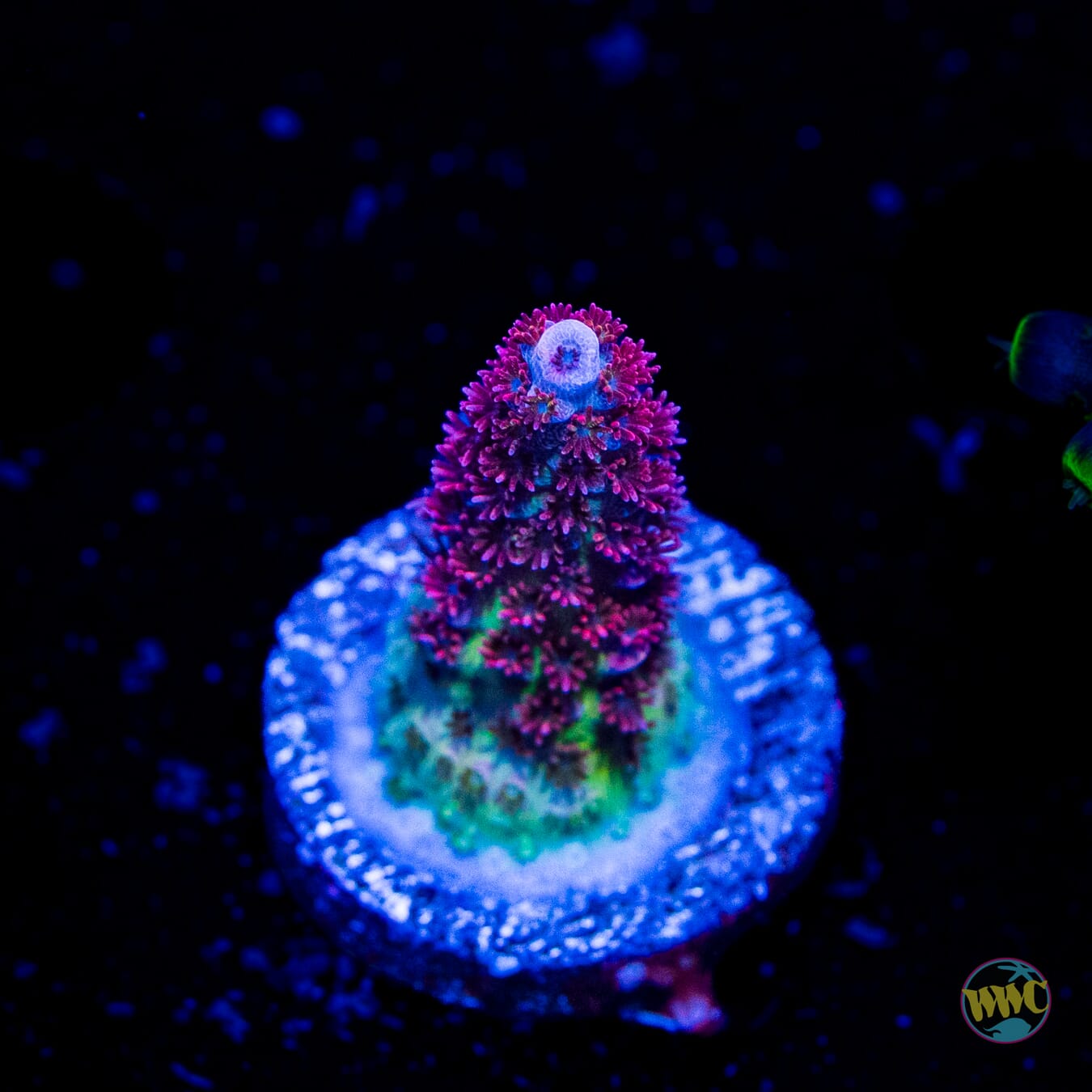 WWC Purple Dragona Acropora - Daylight Photo