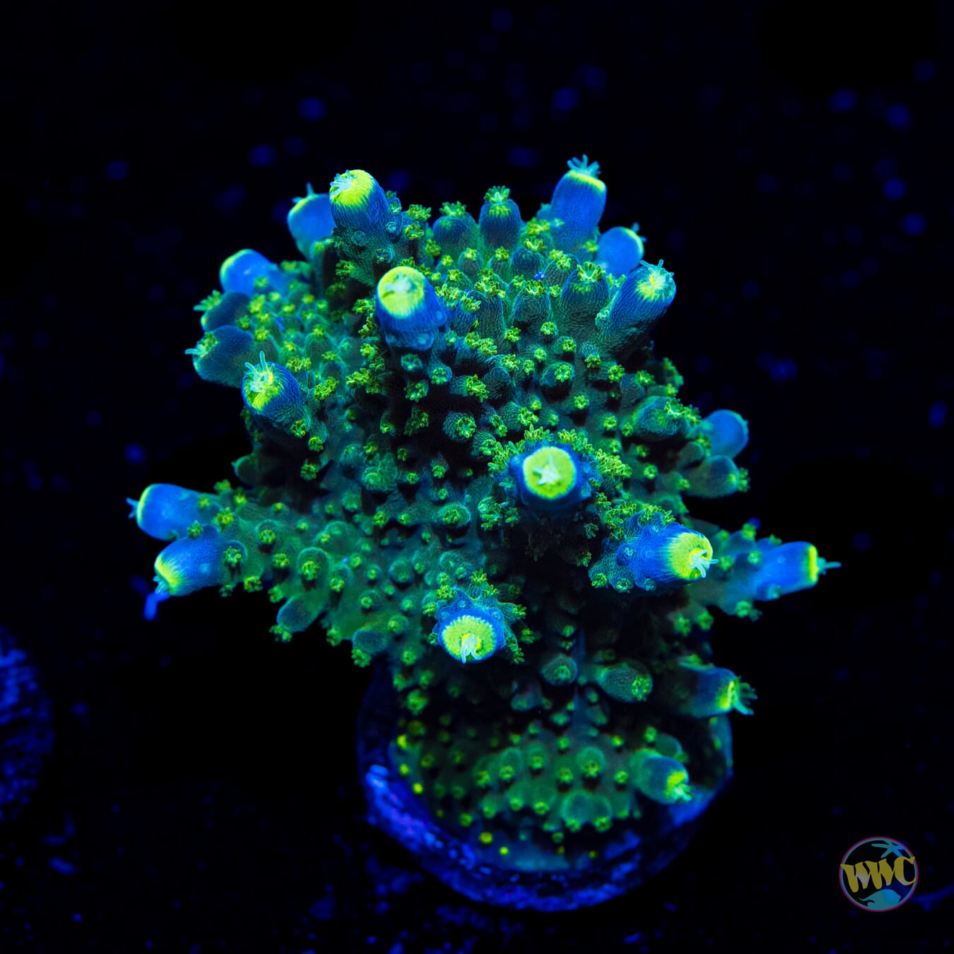 Paletta Tricolor Acropora - Daylight Photo