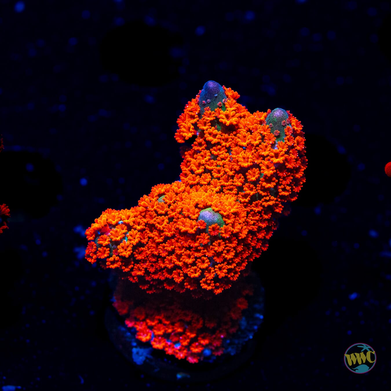 Forest Fire Digitata Montipora - Daylight Photo