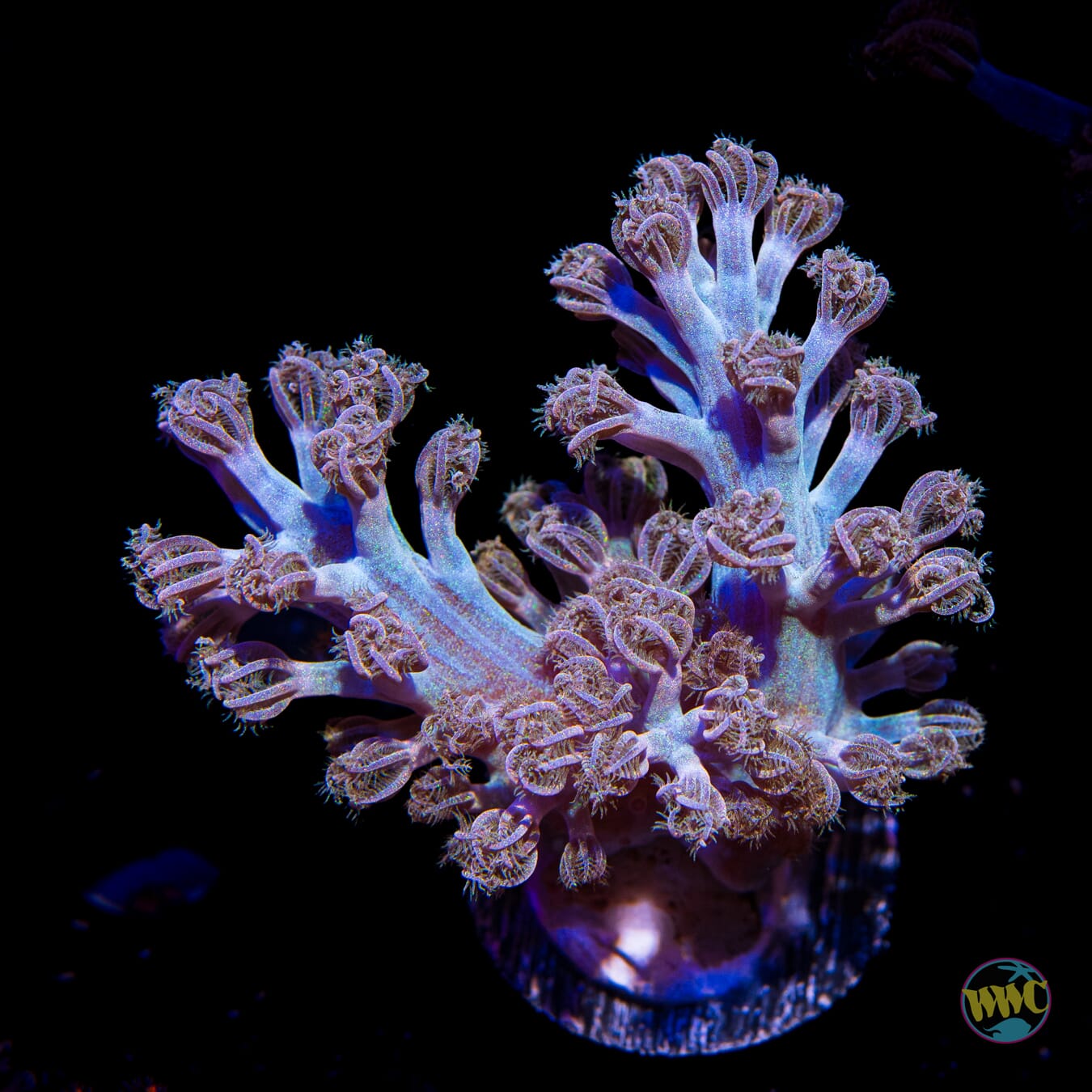 WWC Rainbow Sprinkles Cespitularia - Daylight Photo