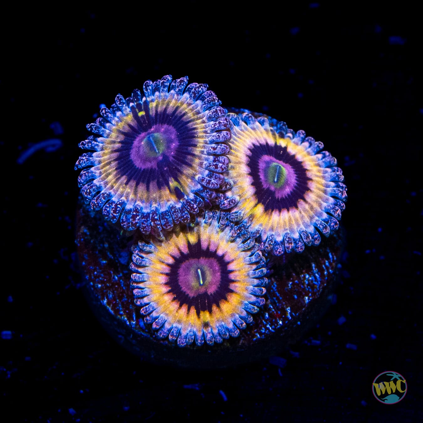 Queen Stratosphere Zoanthids - Daylight Photo