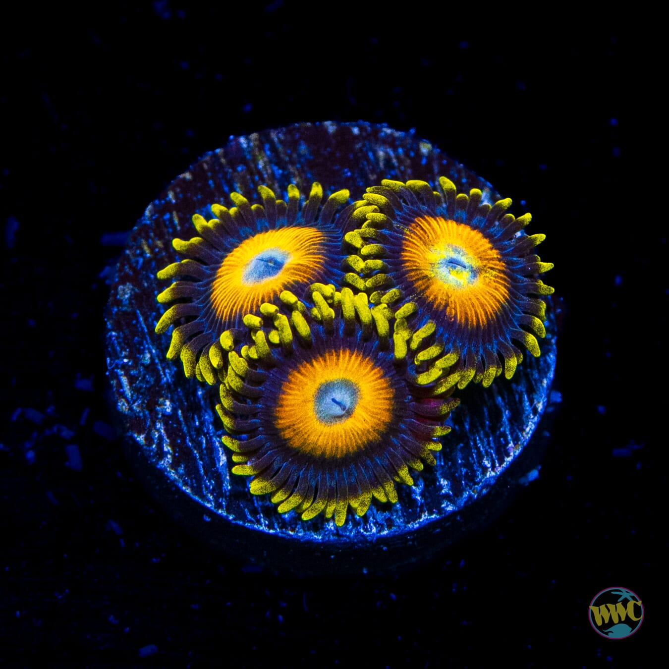 Scrambled Eggs Zoanthids - Daylight Photo