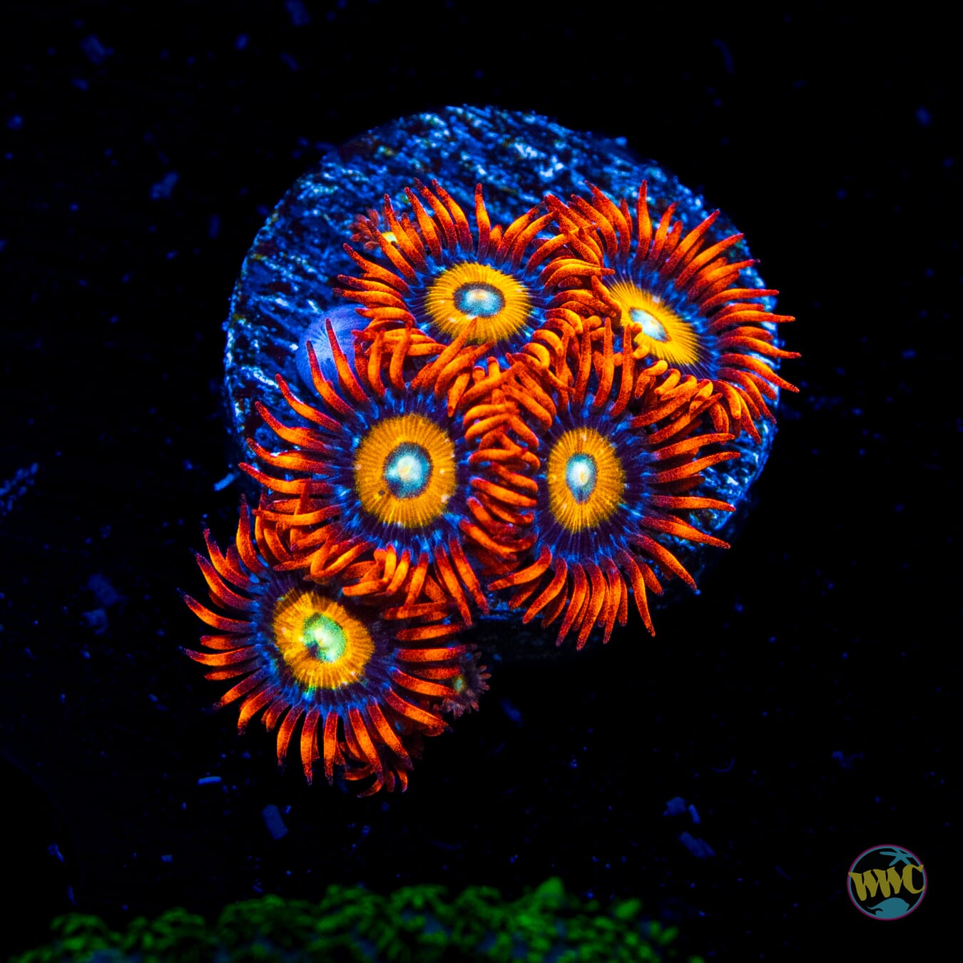 WWC Blondies Zoanthids - Daylight Photo