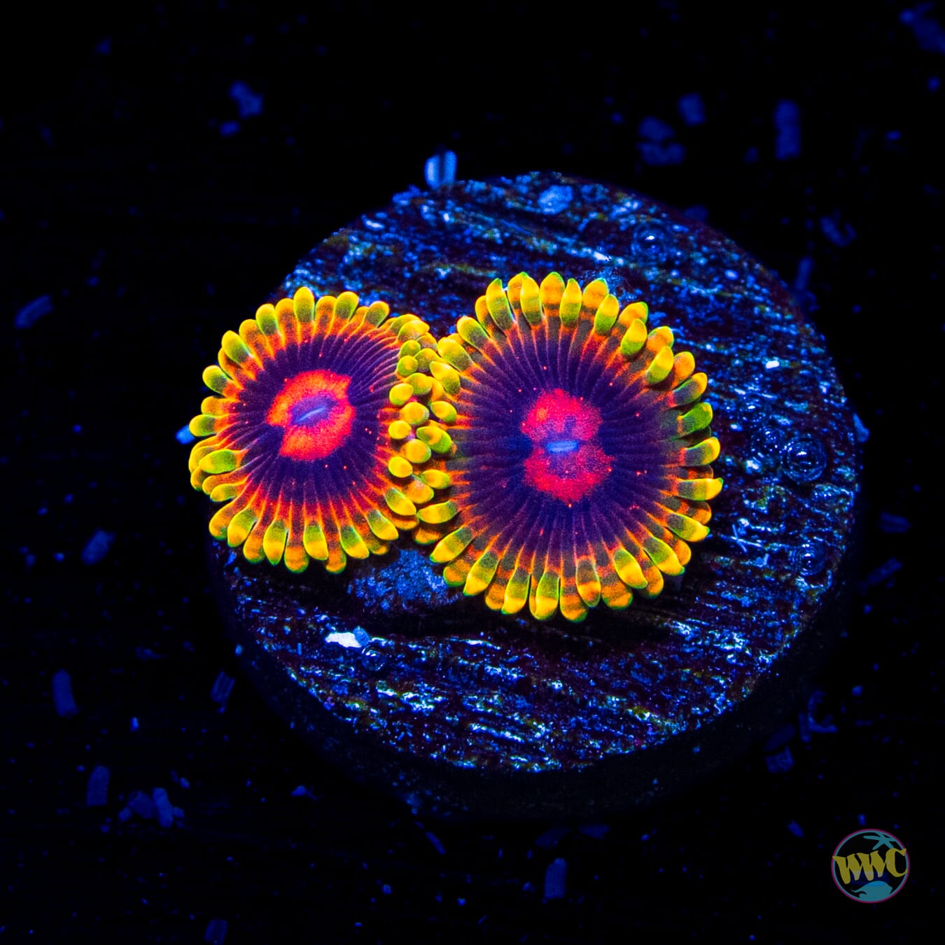 Mind Trick Zoanthids - Daylight Photo