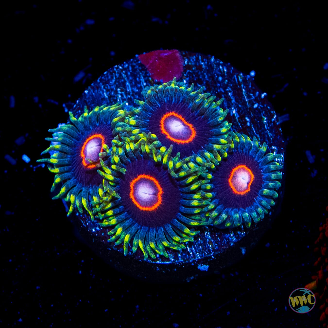 WWC Evil Heart Zoanthids - Daylight Photo