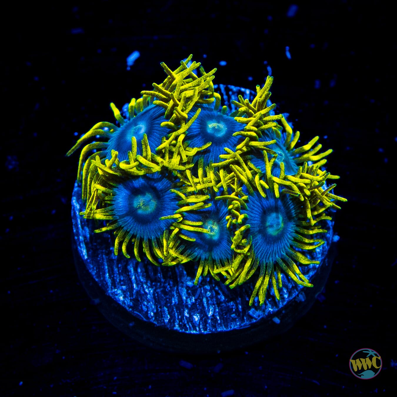 WWC Blues Clueless Zoanthids - Daylight Photo