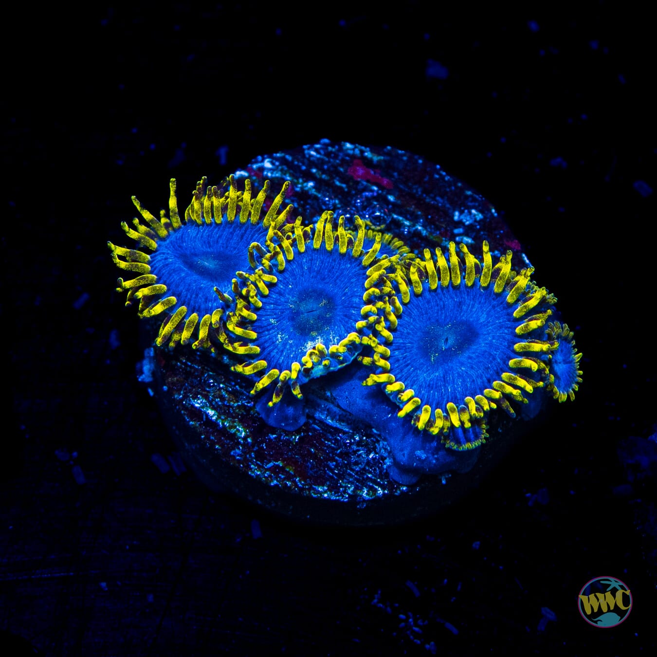 WWC Blue Angels Zoanthids - Daylight Photo