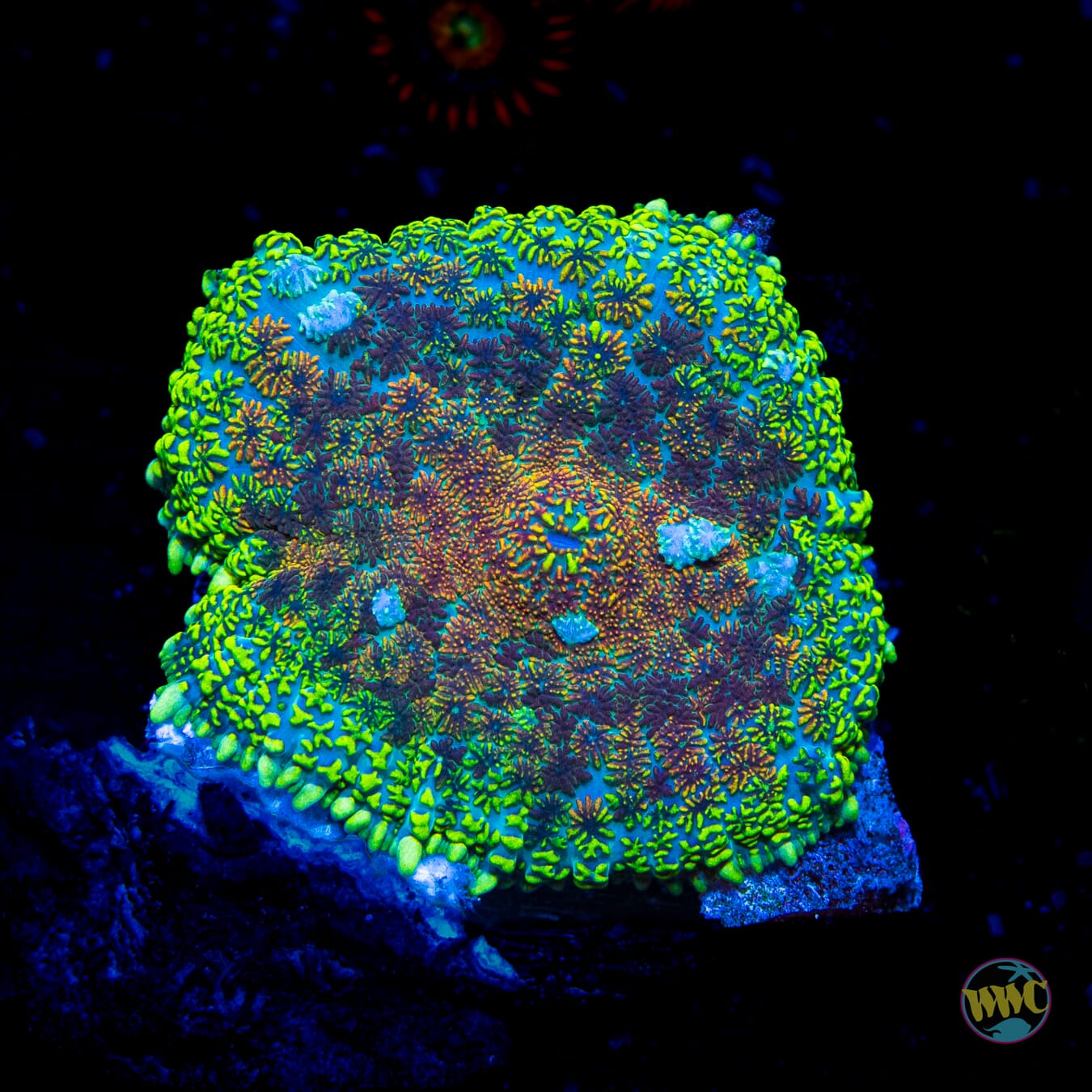 Iguanarama Rhodactis Mushroom - Daylight Photo