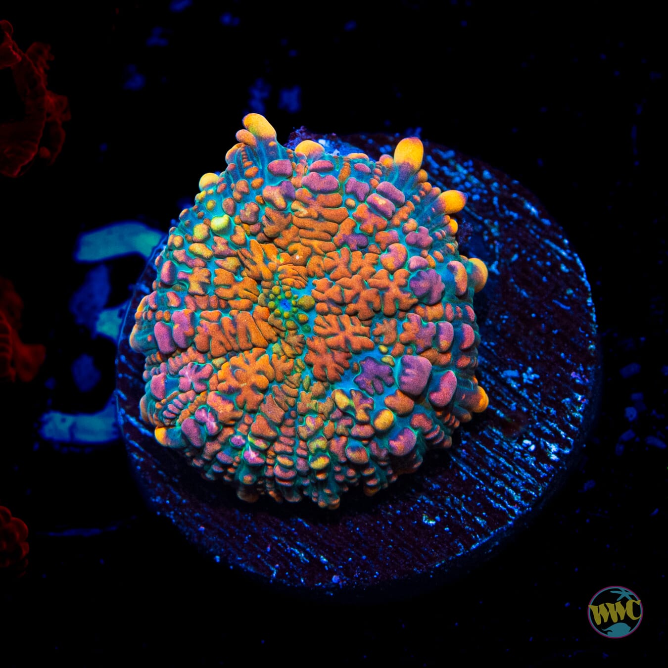 Hawaiian Luau Rhodactis Mushroom - Daylight Photo