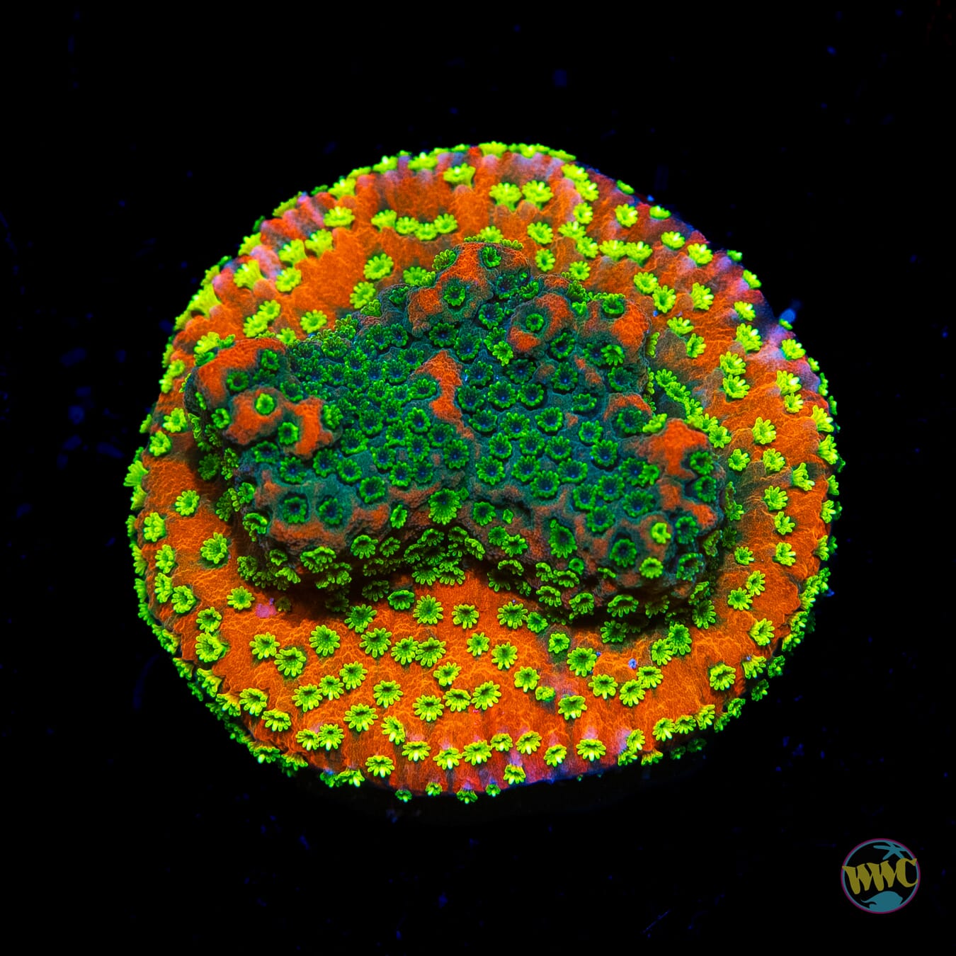 Sunset Montipora - Daylight Photo