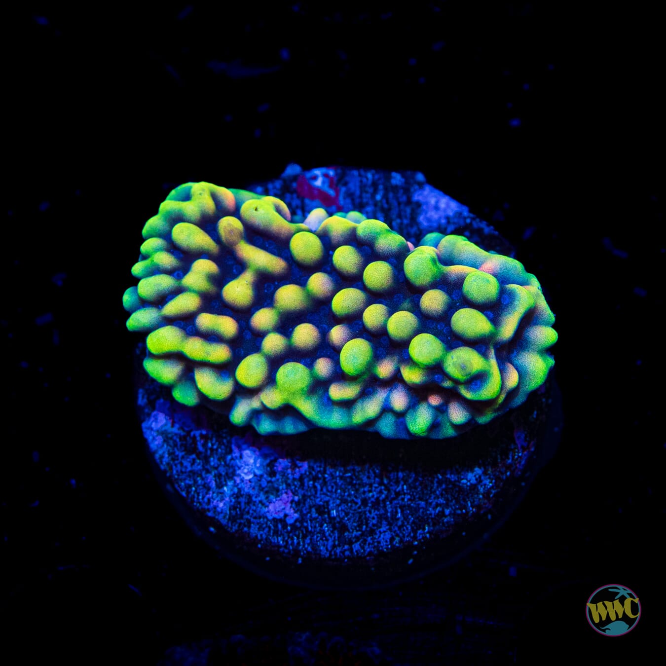 WWC Dark Portal Montipora - Daylight Photo