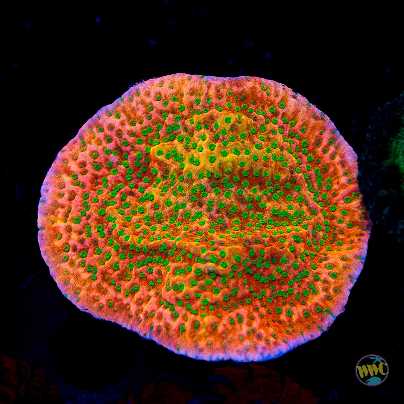 WWC Cherry Tree Montipora - Daylight Photo