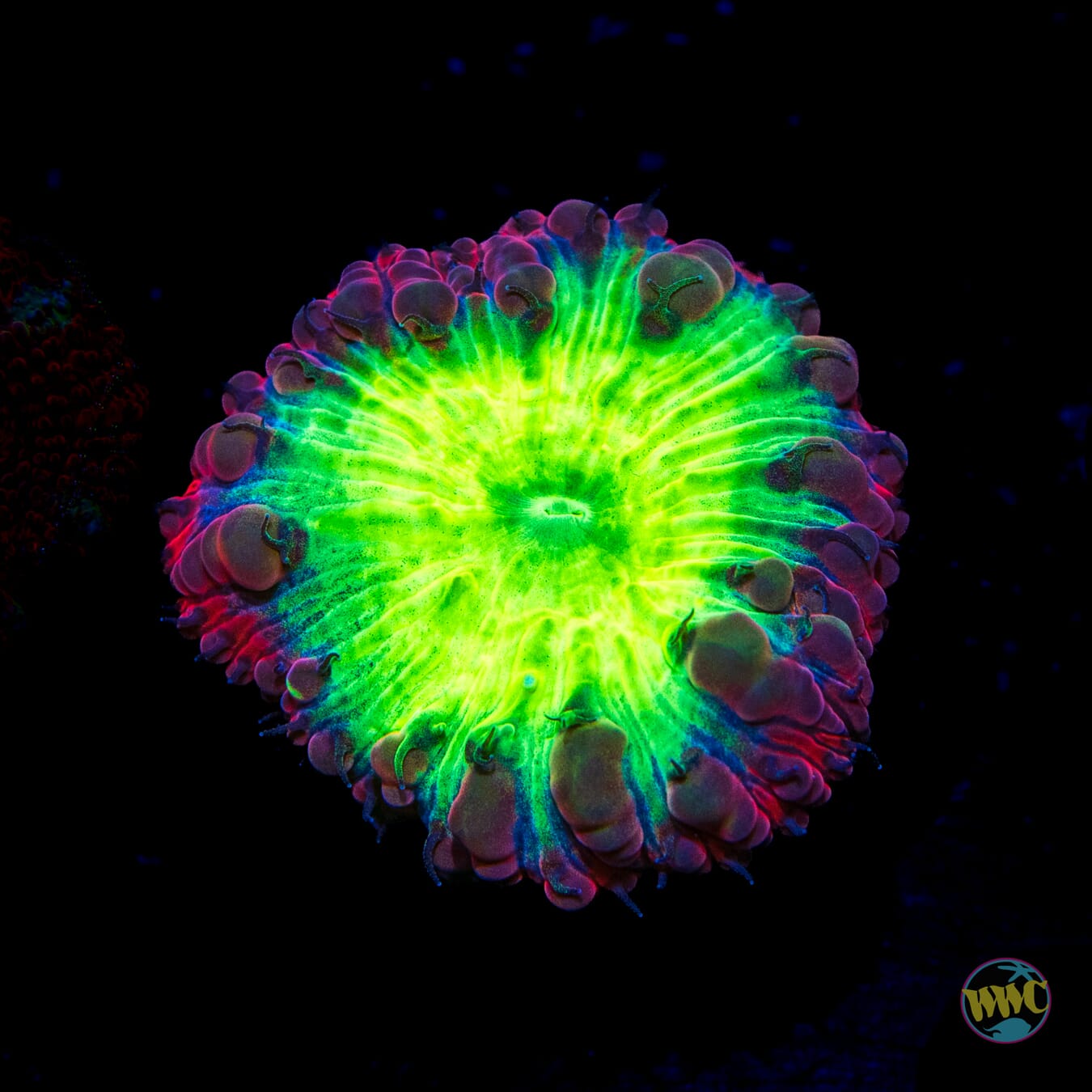 Area 51 Blastomussa - Daylight Photo