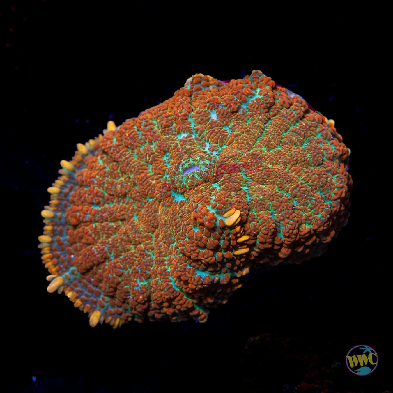 Orange Crush Rhodactis Mushroom - Daylight Photo