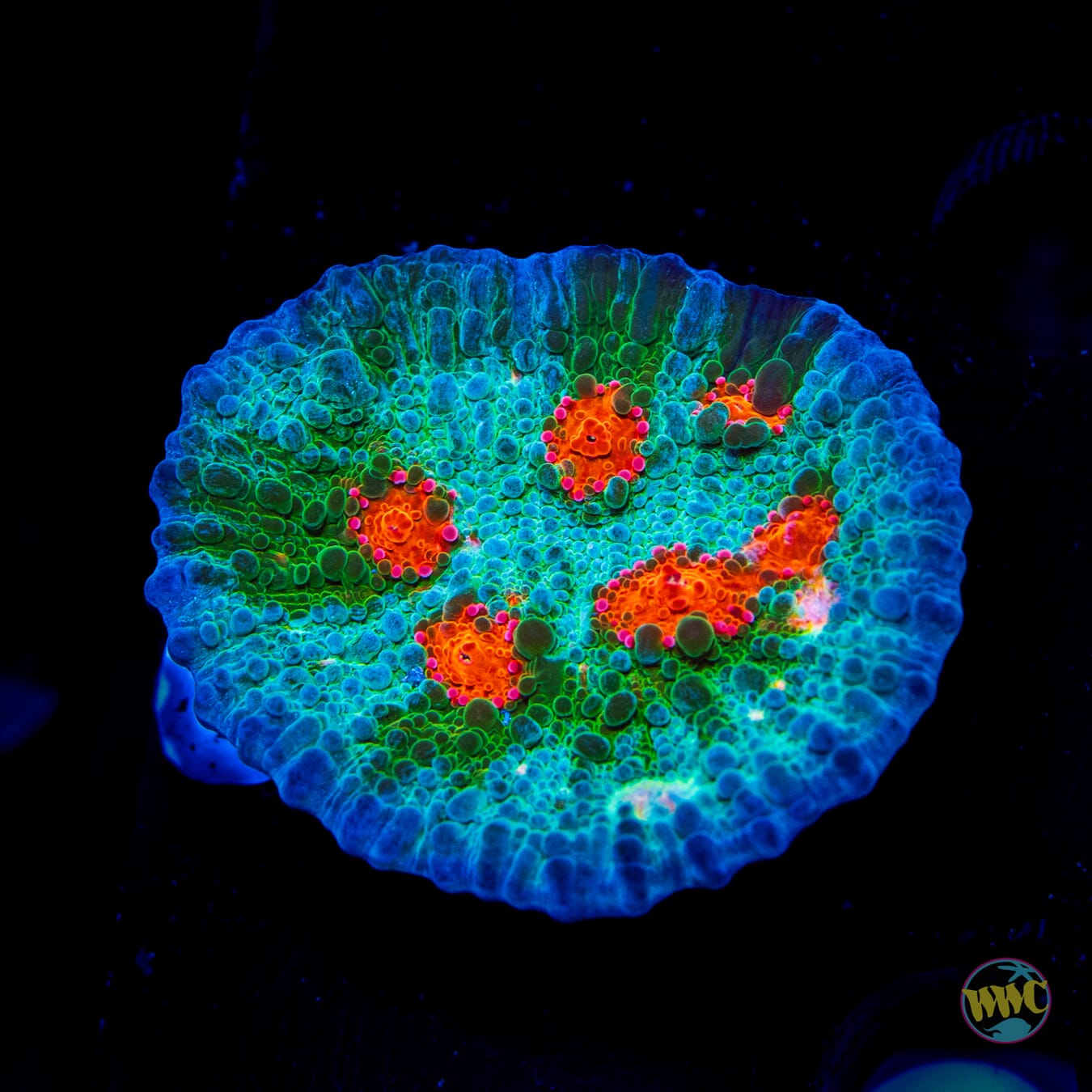 WWC Boogie Man Chalice - Daylight Photo