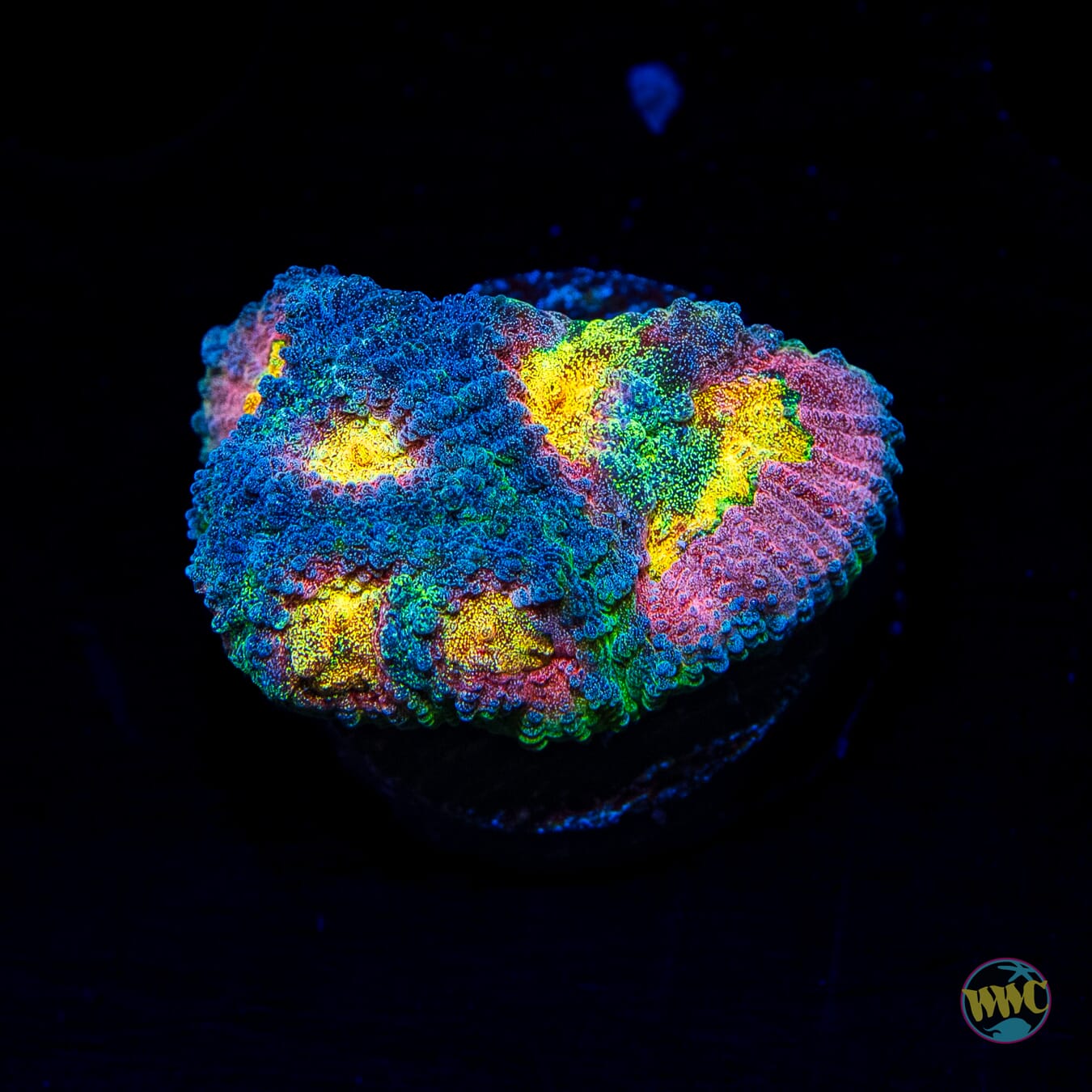 CB Angel Eye Favia - Daylight Photo