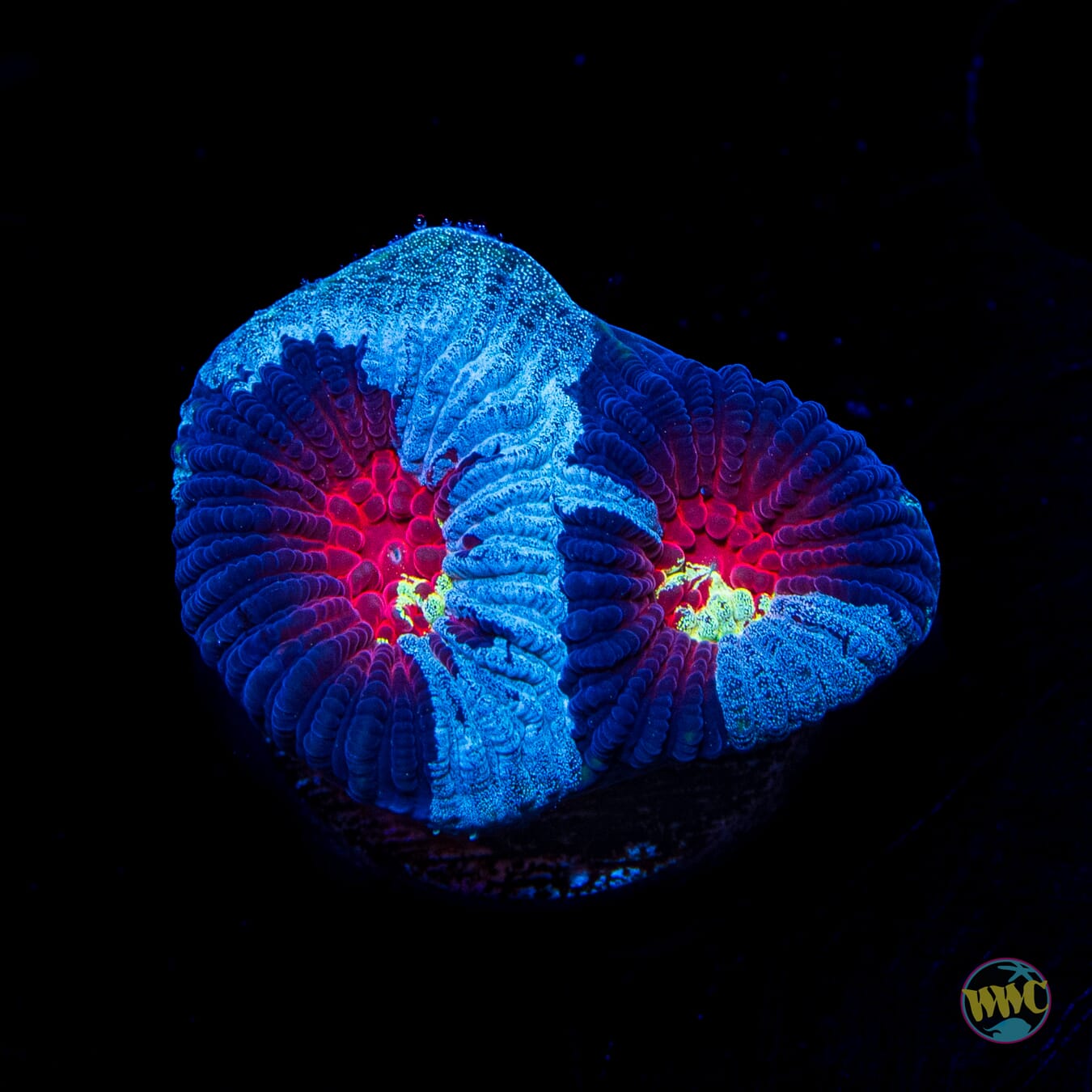 Demon Eye Favia - Daylight Photo