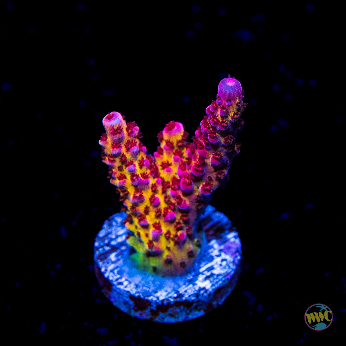 PC Rainbow Acropora - Daylight Photo