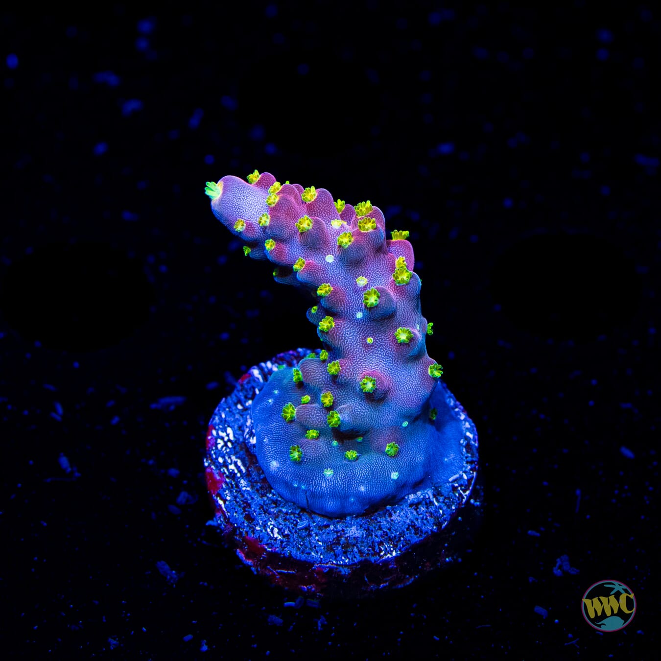 WWC Fruit Mix Acropora - Daylight Photo