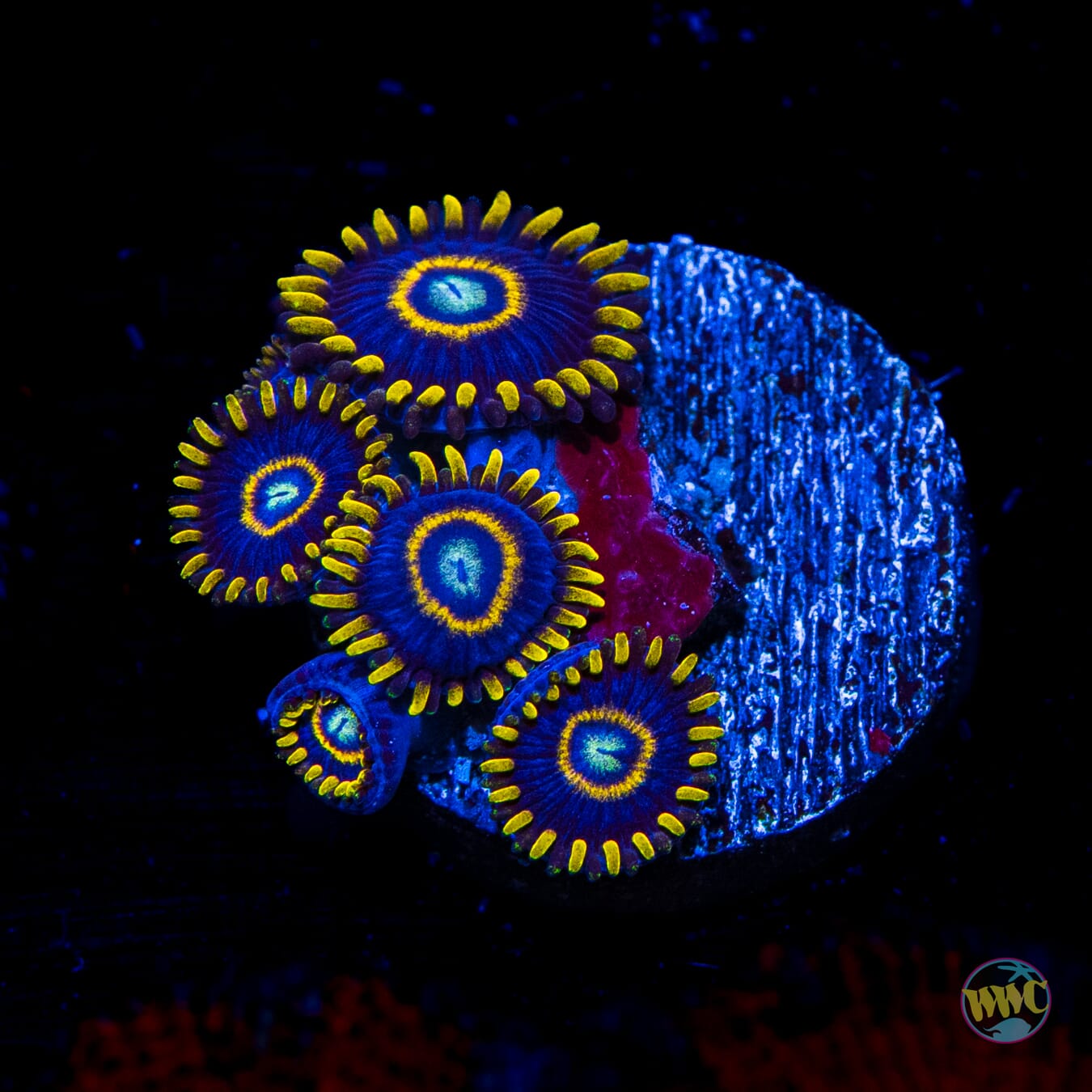 Blue Hornet Zoanthids - Daylight Photo