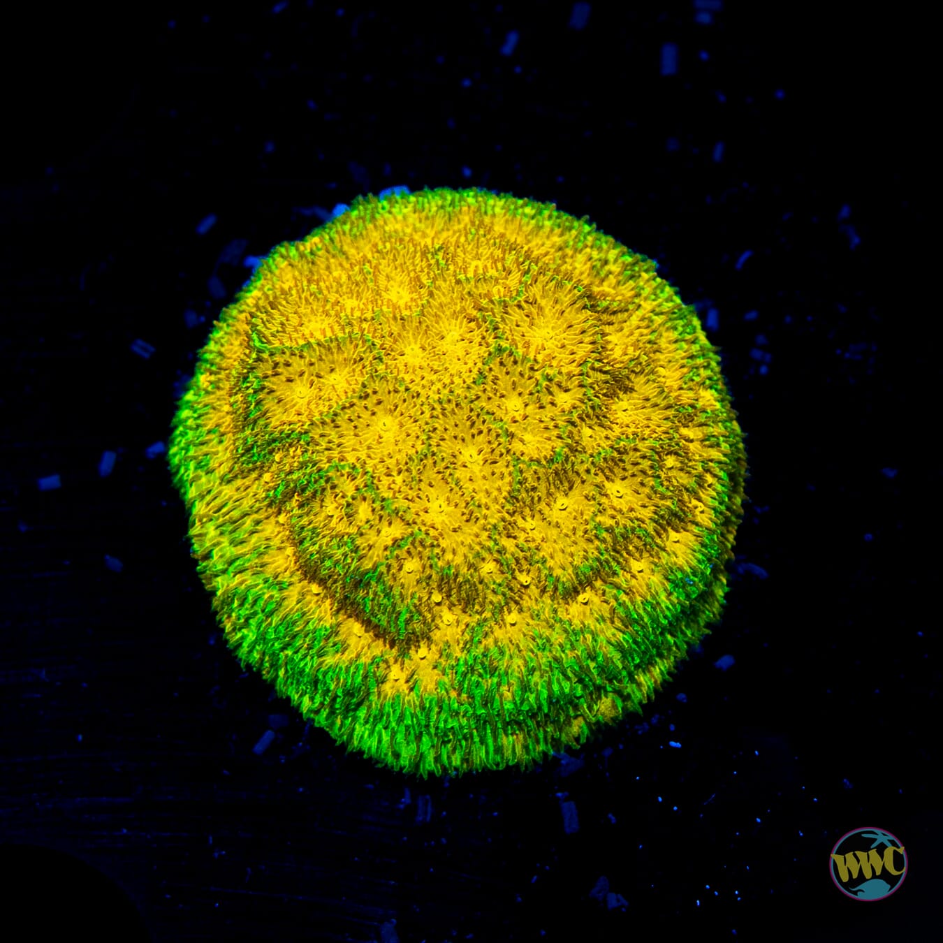 WWC Lemon Lime Psammocora - Daylight Photo