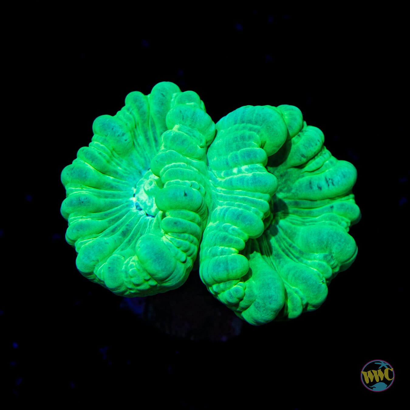Turquoise Candy Cane Coral - Daylight Photo