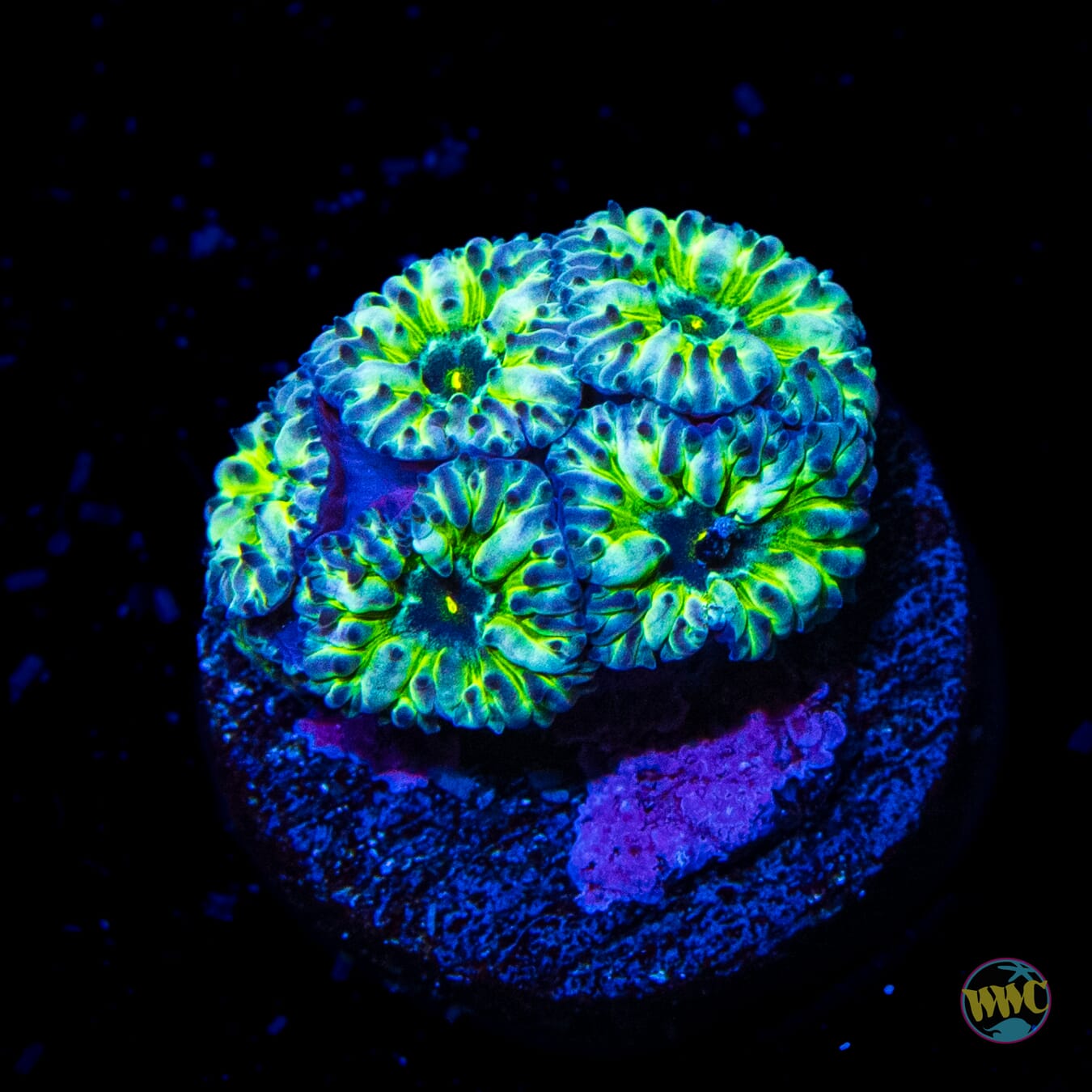 Twilight Merletti Blastomussa - Daylight Photo