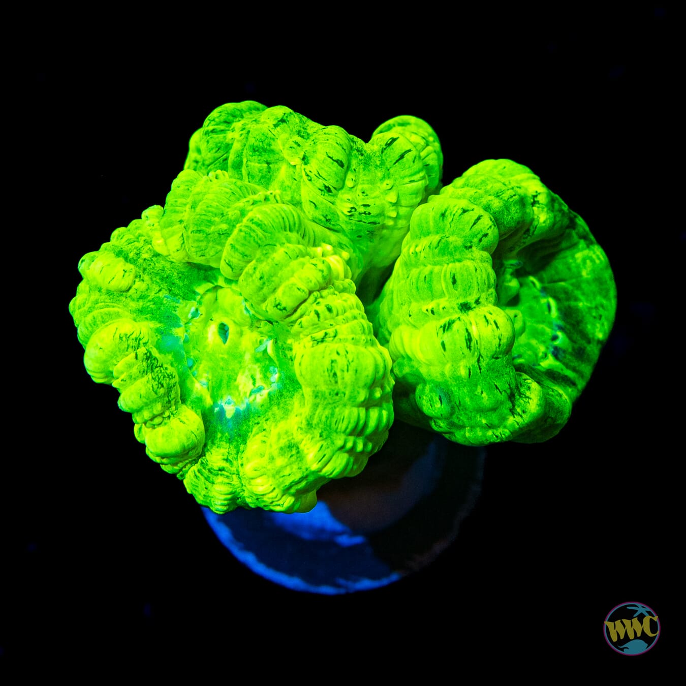 Kryptonite Candy Cane Coral - Daylight Photo